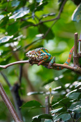 Chameleon chilling on tree