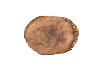 Cross section of   tree trunk showing growth rings