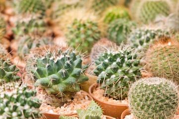 Naklejka na ściany i meble collection of various round cactus or cacti in a small pottery pot