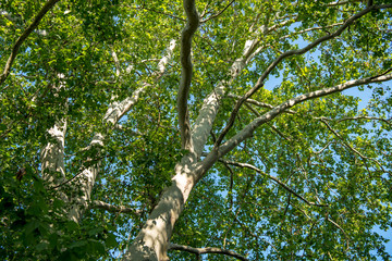 Green tree branches against the blue sky