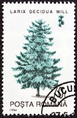European larch tree (Romania 1994)