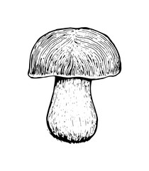Mushrooms. Set graphics hand drawn, black and white vector. Retro style engravings. Part 2