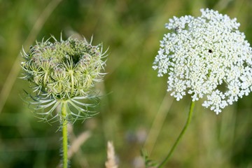 Wild Carrot (Dakus carota) used to reliably stop the diarrhea. The root also contains carotene, so it can be used in diseases of the liver, jaundice and intestinal inflammations.