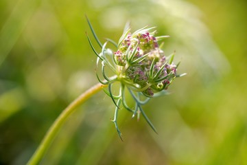 Wild Carrot (Dakus carota) used to reliably stop the diarrhea. The root also contains carotene, so it can be used in diseases of the liver, jaundice and intestinal inflammations.