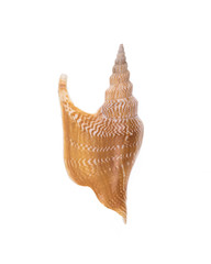 beautiful brown sea shell snail on white isolated background