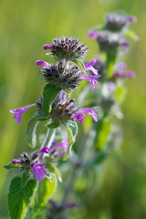 Field mint (Mentha arvensis) contains a lot of essential oils such as menthol has more than peppermint.