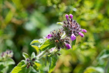 Field mint (Mentha arvensis) contains a lot of essential oils such as menthol has more than peppermint.