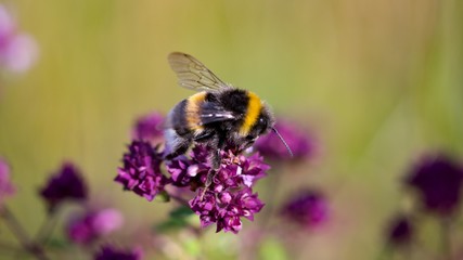 Field mint (Mentha arvensis) contains a lot of essential oils such as menthol has more than peppermint.