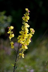 Small-flowered Mullein - Verbascum Thapsus 