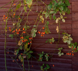 Orange rosehip berries on the background of painted wooden wall. Could be the background.
