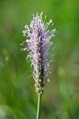 Ribwort is known for its effects in the treatment of cough, phlegm helps, heals inflammation of the bowel and constipation.