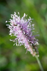 Ribwort is known for its effects in the treatment of cough, phlegm helps, heals inflammation of the bowel and constipation.