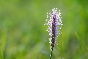 Ribwort is known for its effects in the treatment of cough, phlegm helps, heals inflammation of the bowel and constipation.