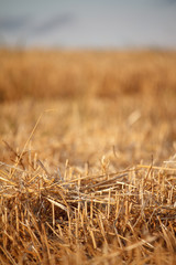 Fototapeta na wymiar A golden stubble of mown wheat field against a blue sky, selective focus