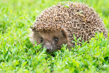 hedgehog on the grass
