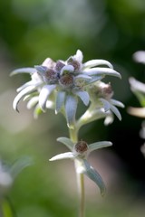 Edelweiss - protected mountain plant, rare flower.
