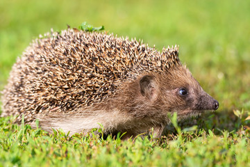 hedgehog on the grass