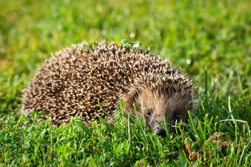 hedgehog on the grass