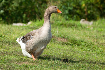 goose on grass