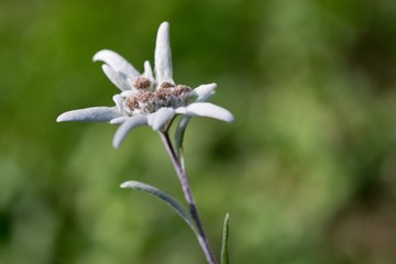 Edelweiss - protected mountain plant, rare flower.