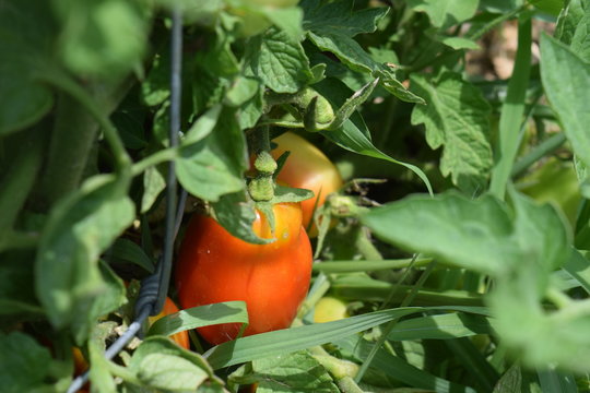 Roma Tomato