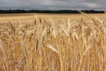 The summer landscape is a golden field with ears in the wind, a bright spot of sun on a field in the distance, a forest at the horizon and a pre- torm sky.