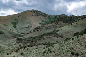 USA, Nevada, Nye County, Antelope Range. Ninemile Peak (3080 m, 10,105 ft) covered in mountain sagebrush (Aretmisia tridentata var. vaseyana) with Mountain mahogany, aspen, and limber pine trees.