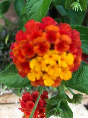 red flowers in the garden