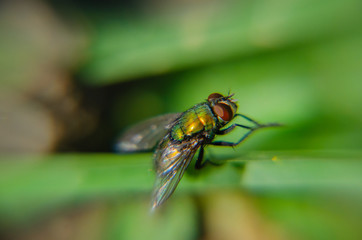 fly