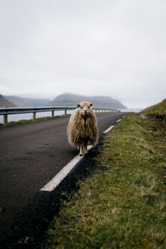 Faroe Islands Sheep