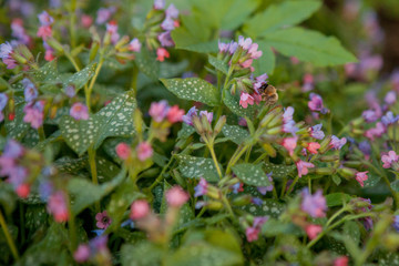 Winged bee slowly flies to the plant, collect nectar for honey on private apiary from flower. Honey photo consisting for beautiful flowers, heavy pollen on bees legs. Sweet nectar is honeyed bee honey
