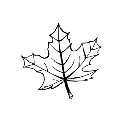 Black outline of one maple leaf isolated on white background. Hand drawn vector illustration.