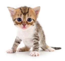 Kitten on white background.