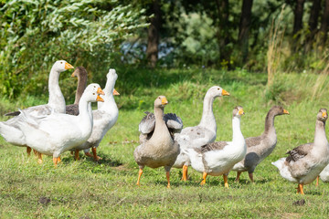 goose on grass