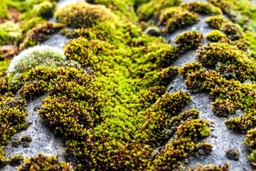 Closeup of old slate roof covered with green moss