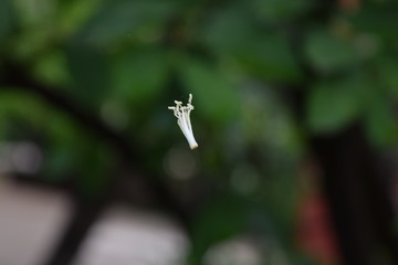 pistilos de una flor