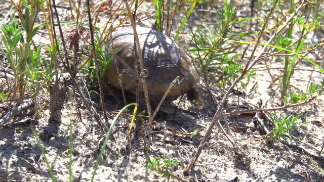 Baby gopher tortoise sitting on a sand dune