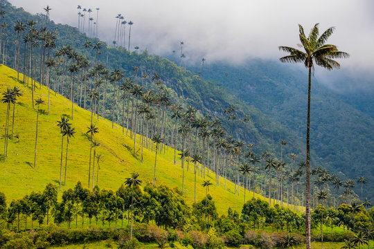 Nebel zieht &uuml;ber die Anden im Cocora Valley Kolumbien mit den h&ouml;chsten Palmen der Welt	