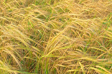 Spikes of mature rye on the field.