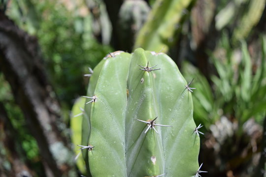 Imágenes de Pitayo descubre bancos de fotos, ilustraciones, vectores y