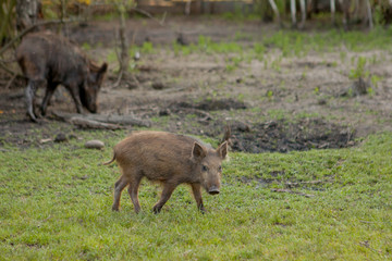 Fototapeta premium Family Group of Wart Hogs Grazing Eating Grass Food Together.