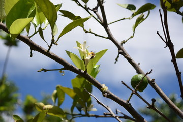 flor de lima