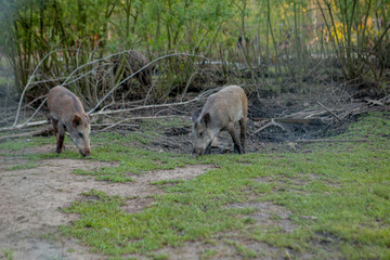 Family Group of Wart Hogs Grazing Eating Grass Food Together.
