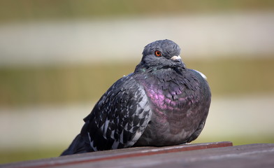 pigeon on the wall