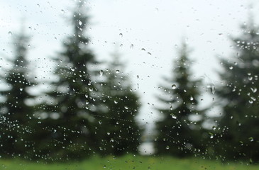 rain drops on window, fir trees in the background