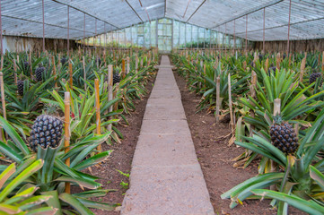Pineapple growing greenhouse in Azores