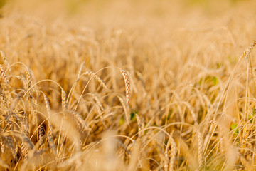 Fields of wheat at the end of summer fully ripe