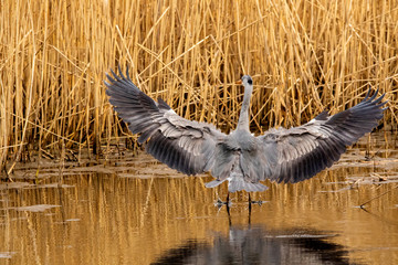 Heron Landing