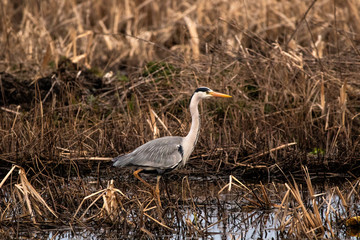 Heron