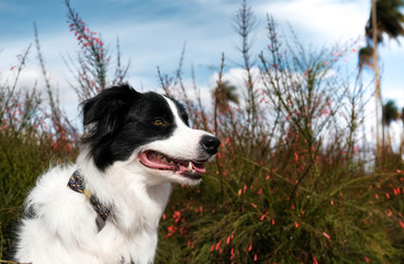 border collie dog portrait